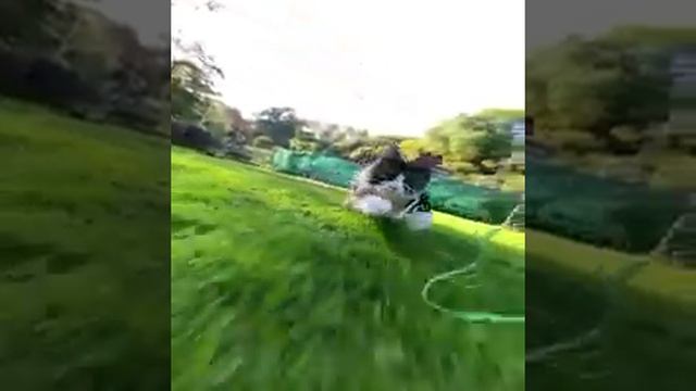 ПРИКОЛЫ С КОТАМИ И СОБАКАМИ/Домашние животные из Тик-Тока смотреть онлайн