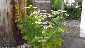 Medicinal plants (9-10) . Tanacetum Parthenium Feverfew