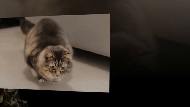 ХОРОШЕГО НАСТРОЕНИЯ .. Позитивчик !!! смотреть онлайн