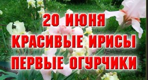 20 июня. Красивые цветы. Первые огурчики в открытом грунте.mp4