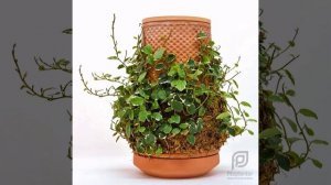 Фикус пумила #1