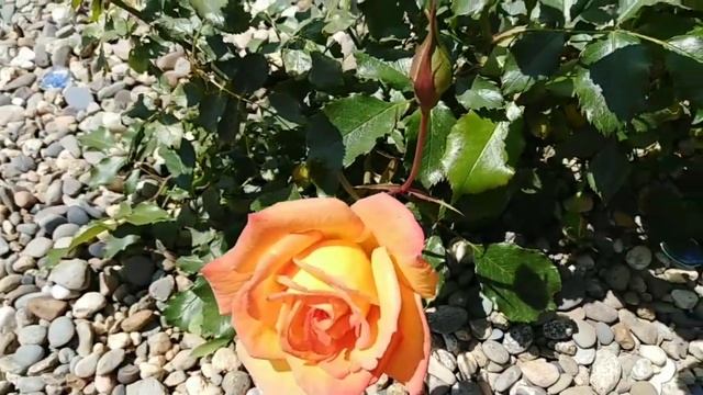 Роза Сахара. Sahara rose. Первый цветок. 27.05.2020. смотреть онлайн