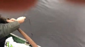 Рыбалка на воксе