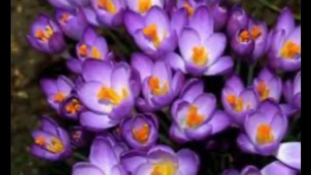 Многолетние цветы для сада Крокус смотреть онлайн