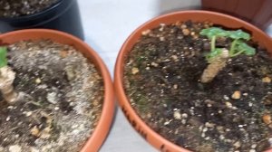 МАТОЧНИК ПЕЛАРГОНИИ ПОРА ВЫБРОСИТЬ, как понять, когда оставить, а когда попрощаться