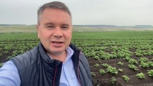 Семенной картофель Сорт Аризона в полях ООО Агростар