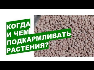 Когда и какими удобрениями можно подкармливать растения сада и огорода?When and what to feed garden