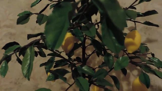 Дерево лимона из холодного фарфора.Презентация смотреть онлайн