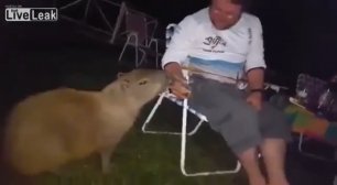 Капибара пьет пиво с мужиками / Capybara drinking beer with campers