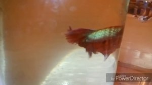 !!!РАЗВЕДЕНИЕ ПЕТУШКОВ!!! Betta Splendens Half Moon (Халф Мун)