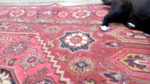 Какую одежду для басика, можно сшить из носка