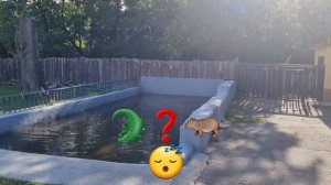 В Зоопарке ???  Жирафы, Слоны, Бегемоты? Жираф кушает?Мэлман и Глория как в Мадагаскаре?