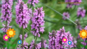 Чистец монье Хуммело. Краткий обзор, описание характеристик stachys monieri Hummelo