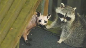 ТОП 10 ЖИВОТНЫХ, КОТОРЫХ  МЫ НЕ ПРЕДСТАВЛЯЕМ БЕЗ ШЕРСТИ