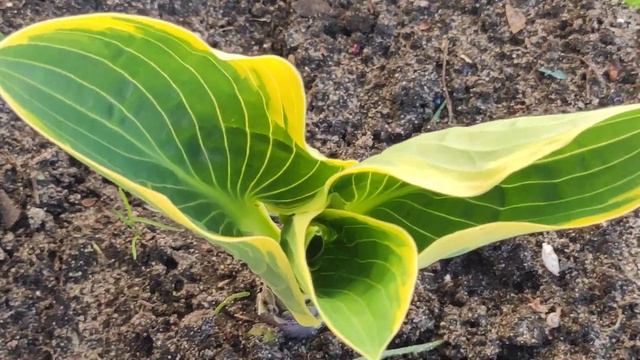 Выход весной хоста сорт First frost смотреть онлайн