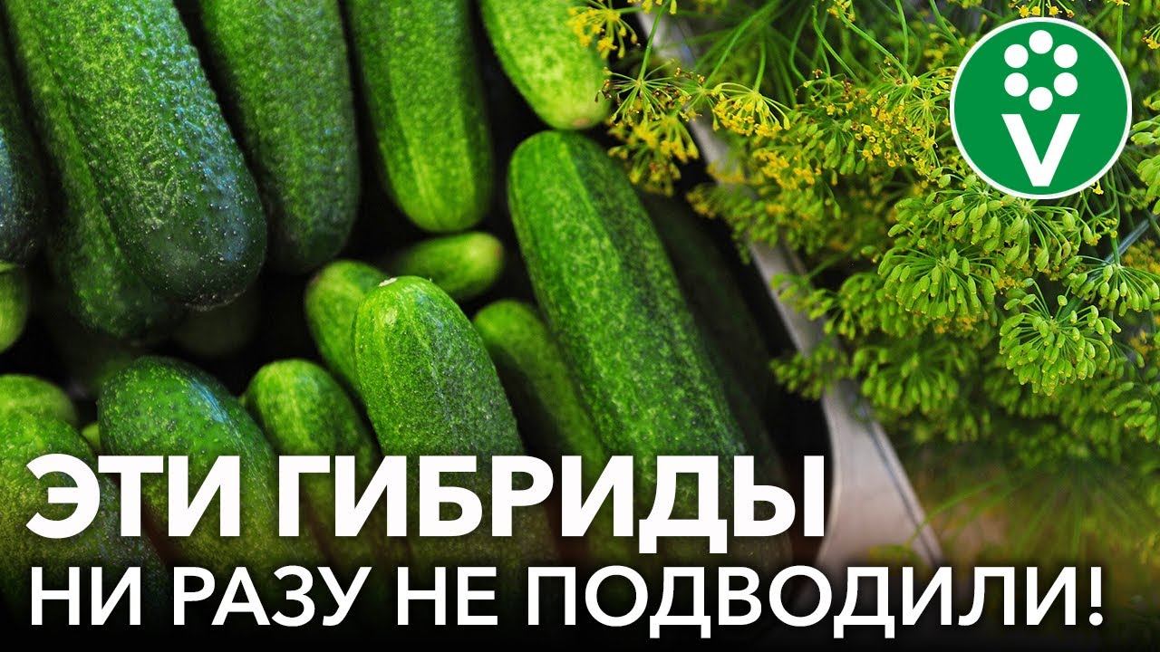 7 ГИБРИДОВ ОГУРЦОВ, КОТОРЫЕ ВСЕГДА ПОЛУЧАЮТСЯ ОТЛИЧНО! Самые вкусные и урожайные сорта огурцов