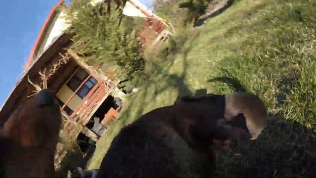 Battling sausages   Dachshund Dogs Doing Funny Things  amazing dog