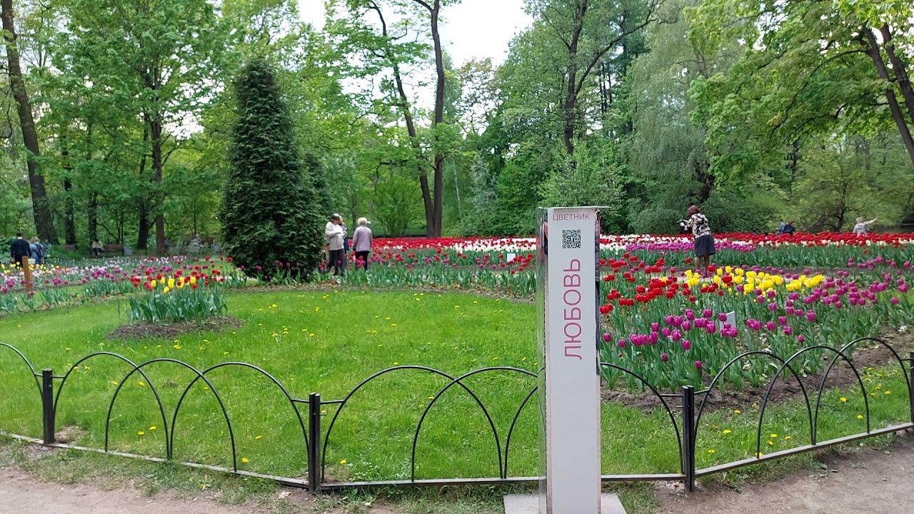питер. весна. от савушкина до крестовского | елагин остров | фестиваль тюльпанов | shortys