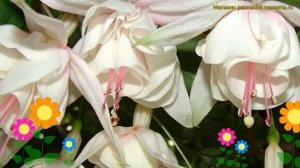 Фуксия обыкновенная Анабель. Краткий обзор, описание характеристик fuchsia Anabel