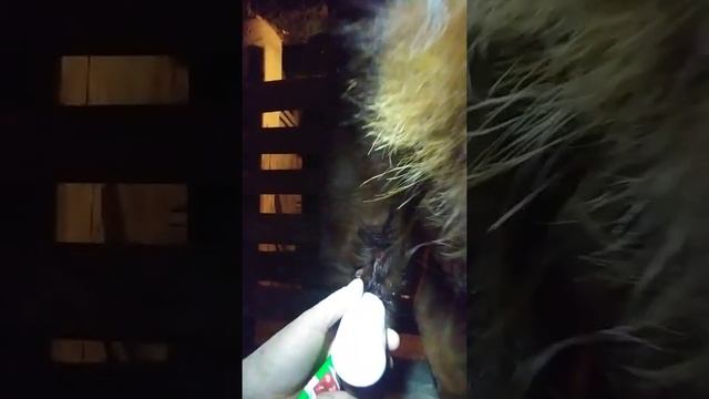 Как лечить рваную рану у коровы