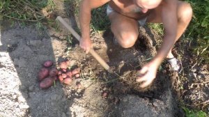 Сравниваем урожайность картофеля в суглинистой почве Сибири и в ящике 3 часть.