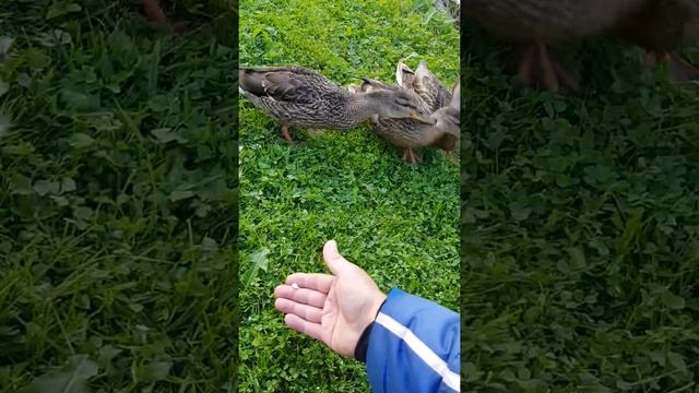 любовь диких уток к белому хлебу смотреть онлайн