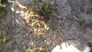 Как сохранить Георгины Зимой