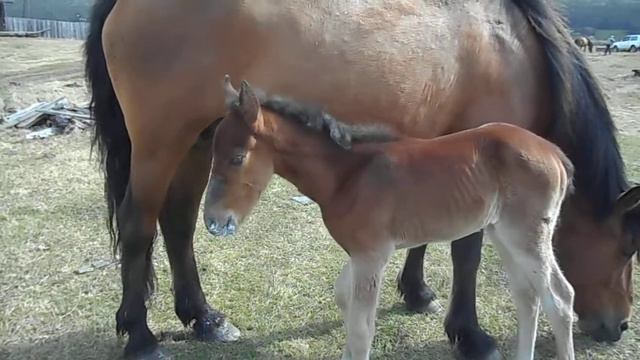 Как жеребенок пьет молоко смотреть онлайн