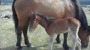 Как жеребенок пьет молоко