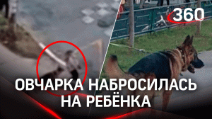 Овчарка искусала ребёнка в Подмосковье