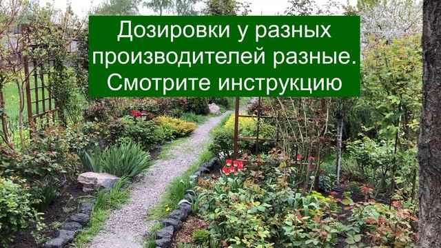 Как ухаживать за розами осенней и весенней посадки.