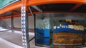 Калининградская жемчужина. Дискус 39. Виталий