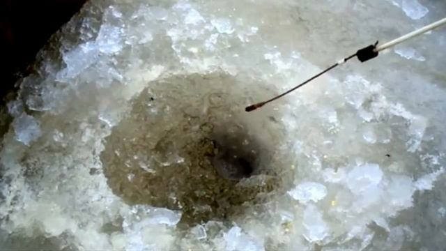 Зимняя рыбалка в палатке,ловля рыбы плотвы,ельца,уклейки на репей с прикормкой пшено с чесноком смотреть онлайн