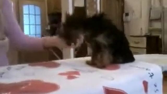 Дрессировка Йоркширский терьер Ника смотреть онлайн