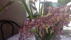 Орхидея-Камбрия/Цветение на ТРИ цветоноса/Уход/Полив
