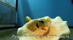 Апистограмма рамирези, разведение. Немного гурманских кадров