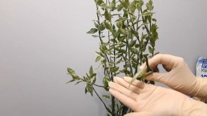 Педилантус// Пересадка и обрезка