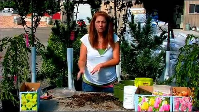 How to Plant & Care for a Giant Elephant Ear Bulb