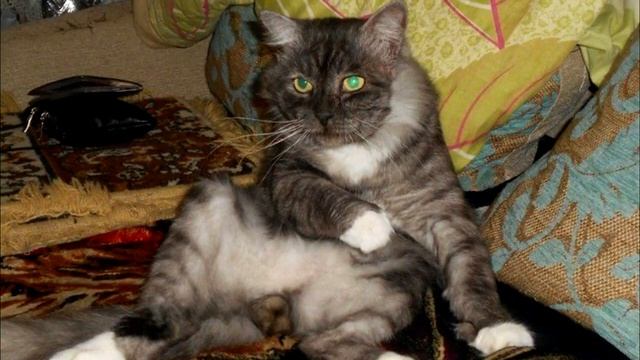 “Заберите, он пахнет тухлятиной!” Фантастическое превращение старого ненужного кота смотреть онлайн