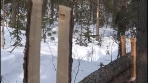 Самолов на пушного зверя