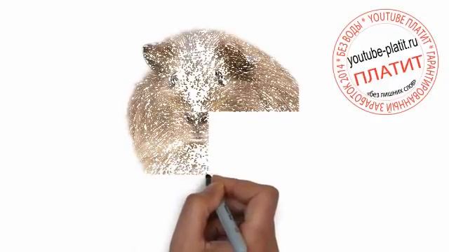 Нарисованные карандашом хомяки Как нарисовать поэтапно мягкого хомячка смотреть онлайн