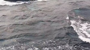 Стая китов.ЮАР