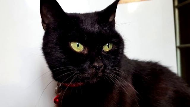 Черная кошечка поджимала лапки блуждая между гаражами заглядывая в глаза людей