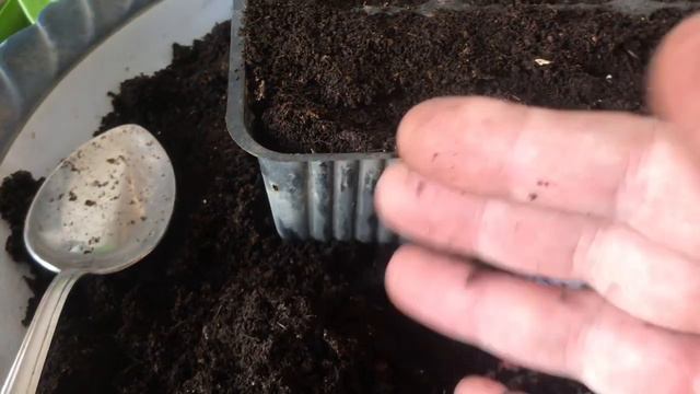 Укореняю Долларовое Дерево (замиакулькас). смотреть онлайн