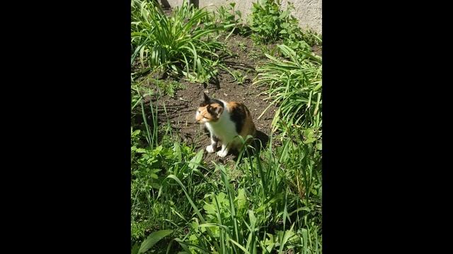 Любопытство Бубочки: кошечке хочется, чтобы прогулки были куда длиннее