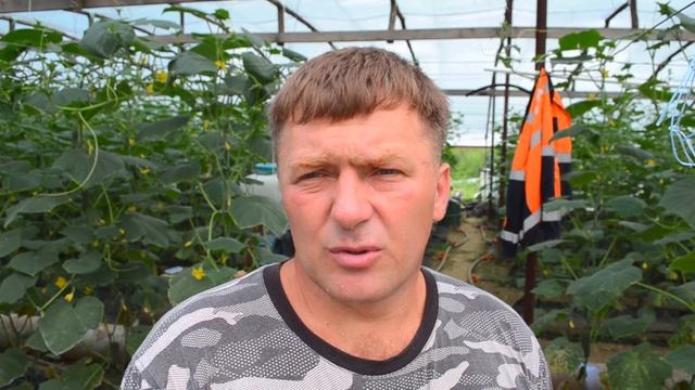 Как бороться с пероноспорозом (ложной мучнистой росой) на огурцах в теплице и огороде.