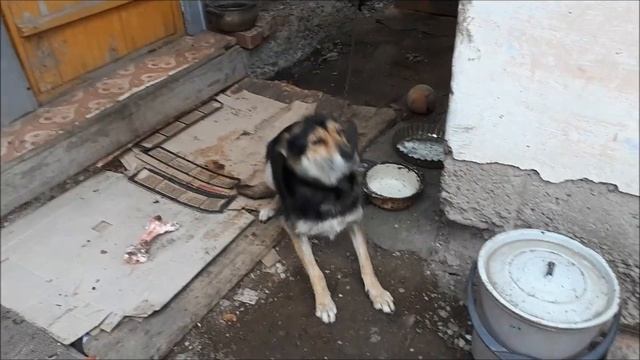 Осенняя дача/ Ветка для новогодней красоты..