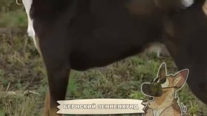 ТОП 10 САМЫХ СПОКОЙНЫХ ПОРОД СОБАК В МИРЕ! | Крутой ПЁС