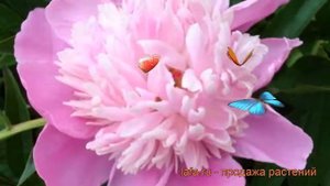 Пион травянистый Пинк Камея (paeonia) ? пион Пинк Камея обзор: как сажать рассада пиона Пинк Камея