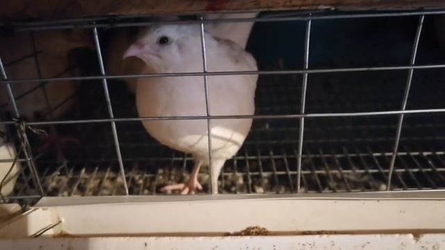 Зимнее содержание перепелов